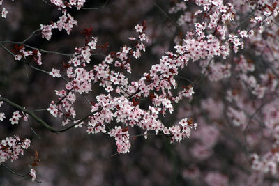 Close up of fruit flowers in the earliest springtime