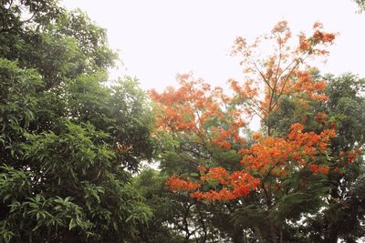 Low angle view of trees during autumn