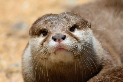 Close-up portrait of otter outdoors