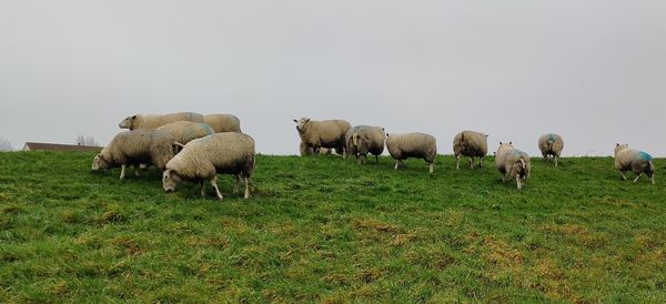 View of sheep on field