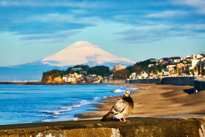 Scenic view of sea with bird against sky and snowcapped mountain