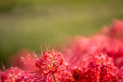 Close-up of plant growing outdoors