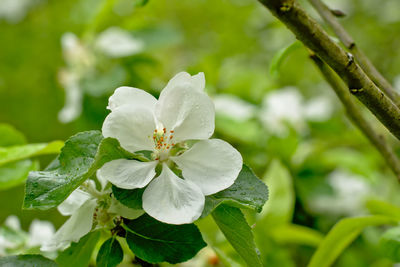 Close-up of white flowering plant