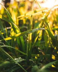 Close-up of dew on grass