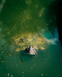 Close-up of a turtle in sea