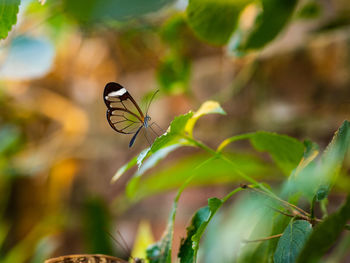 Close-up of butterfly on leaf