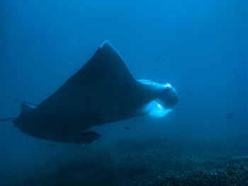 Manta ray. Yap