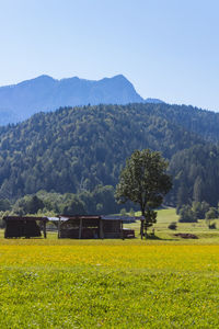 Scenic view of field against clear sky