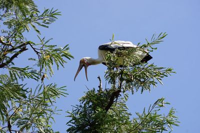 Low angle view of bird perching on tree against sky