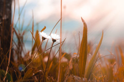 Close-up of white crocus flowers on field