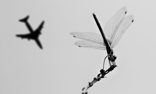 Low angle view of dragonfly flying against sky