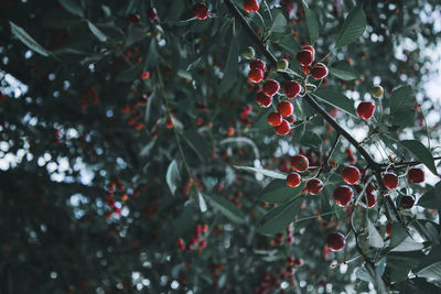 Close-up of berries growing on tree