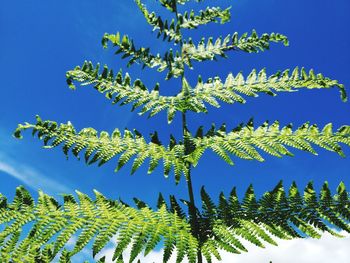 Low angle view of plants against blue sky