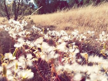 Close-up of flowers on field during winter