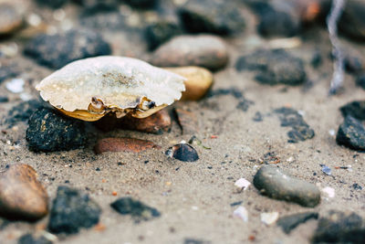 Close-up of shells on sand