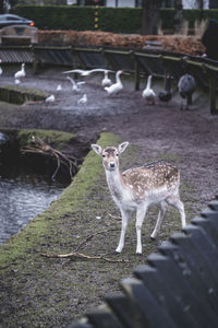 Portrait of horse standing on field