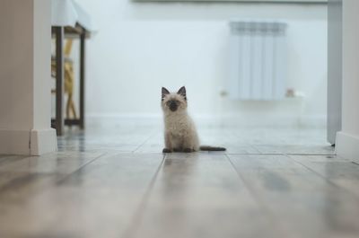 Kitten on hardwood floor at home