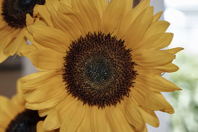 Close-up of sunflower