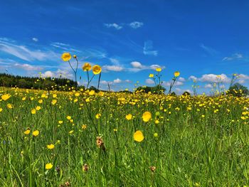 Yellow flowering plants on field against blue sky