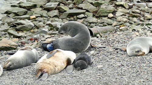 A fur seal is giving birth
