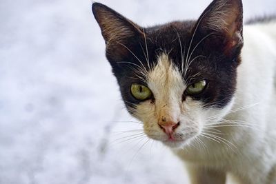 Close-up portrait of cat