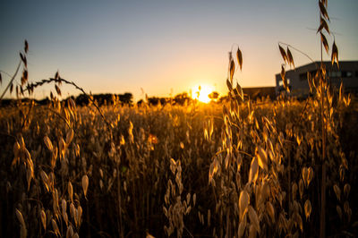 Wheat field against sky during sunset