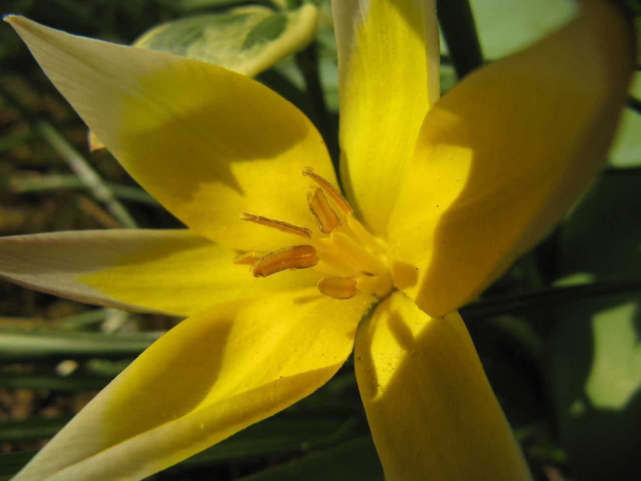 CLOSE-UP OF FRESH YELLOW FLOWER