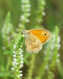 Close-up of butterfly pollinating flower