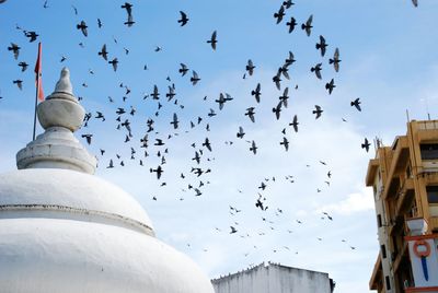 Low angle view of birds flying over buildings