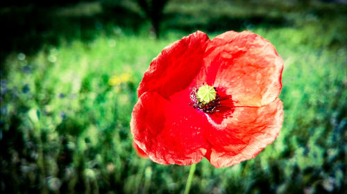 Close-up of red poppy blooming outdoors