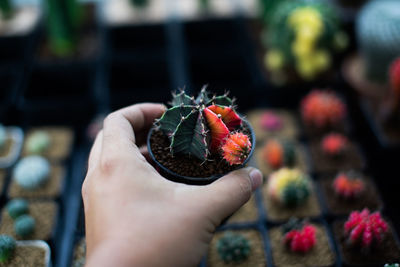 Close-up of hand holding fruit