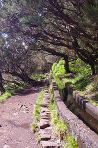 Empty footpath along trees