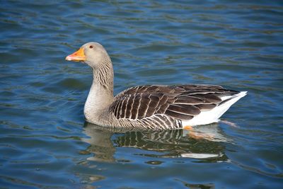 Close-up of duck swimming on lake