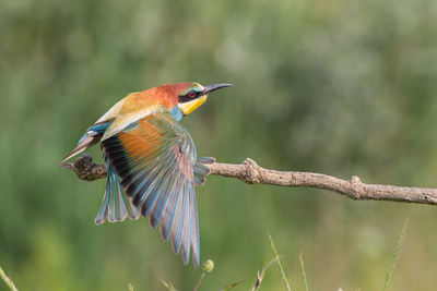 European bee-eater with open wings, merops apiaster,, italy