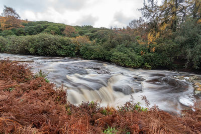 Scenic view of stream flowing in forest