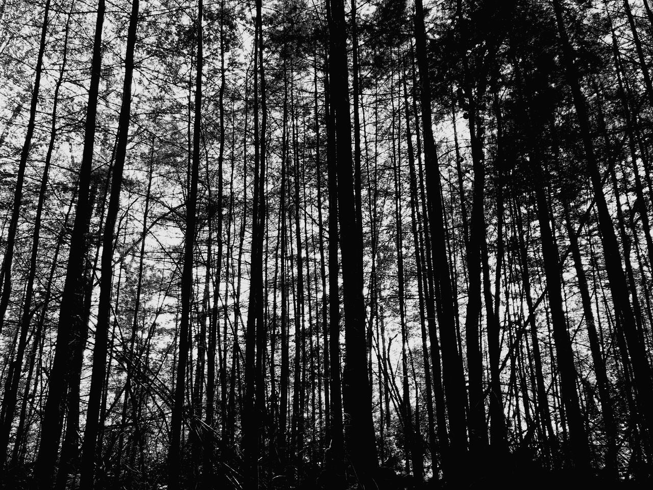 LOW ANGLE VIEW OF LARGE TREE IN FOREST