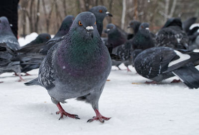 Close-up of pigeons perching on snow