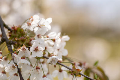 Close-up of white cherry blossom plant