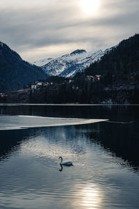 Birds swimming in lake against mountain range