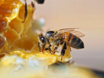 Close-up of bee pollinating flower