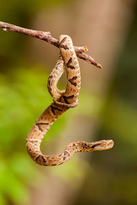 Close-up of lizard