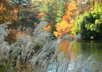 Close-up of frozen plants during winter