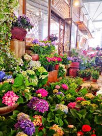 Potted plants in greenhouse