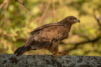 Tawny eagle on lichen-covered branch in profile