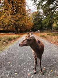 Horse standing on road amidst trees during autumn
