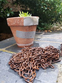 Close-up of potted plant on table