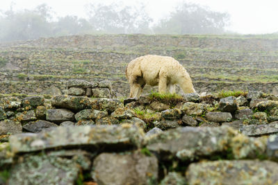 Llama at machu picchu