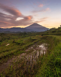 Scenic view of field against sky during sunset