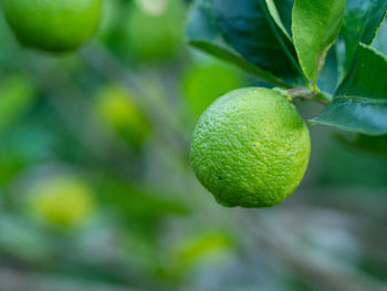 Close-up of fruits, lemon, growing on tree