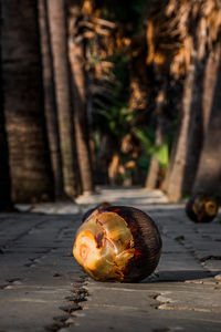 Sugar palm tan fruit in nakhon ratchasima, thailand